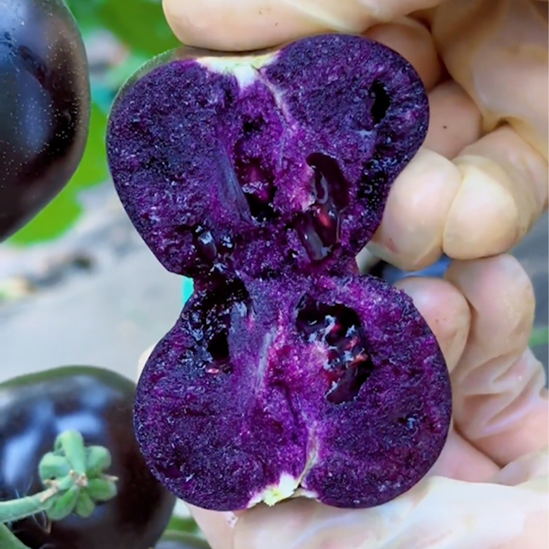 Rare Pruple Tomato Seeds No-Gmo