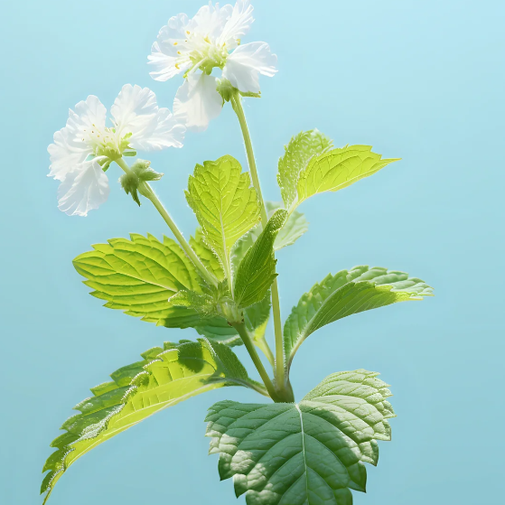 🍃The Latest Ornamental And Edible Mint Varieties