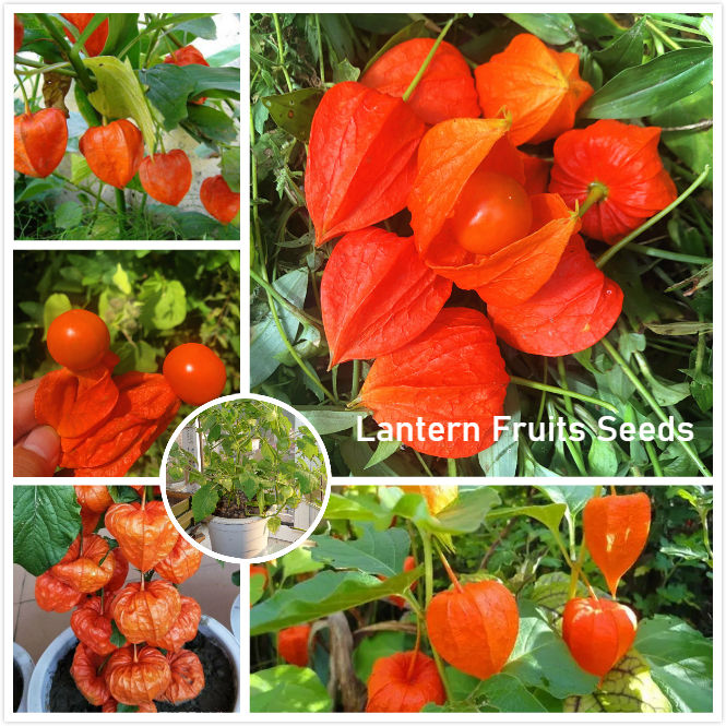 Physalis Peruviana Golden Berry Seeds Lantern Fruit Seeds