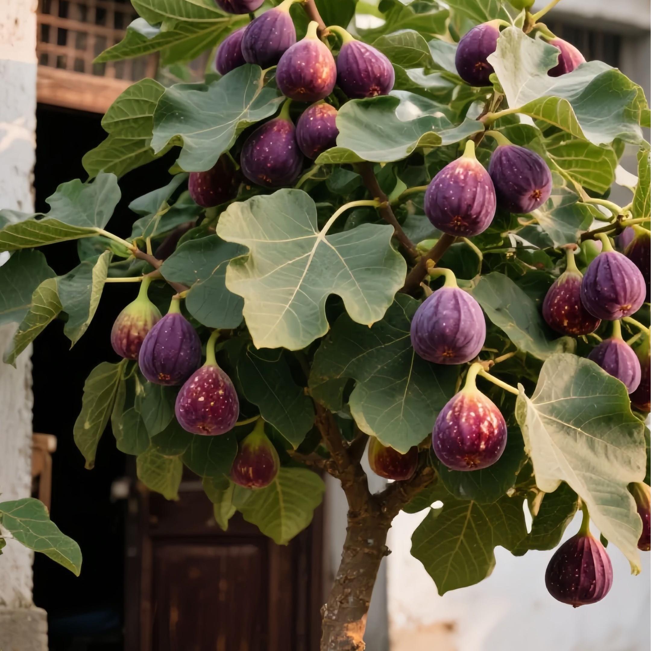 SweetHarvest Fig Seeds