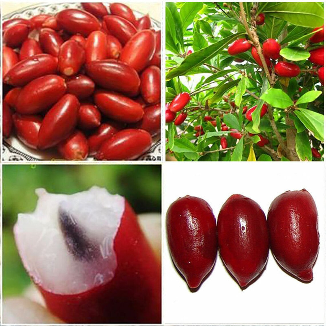 RARE Miracle fruit seeds, Miracle berry