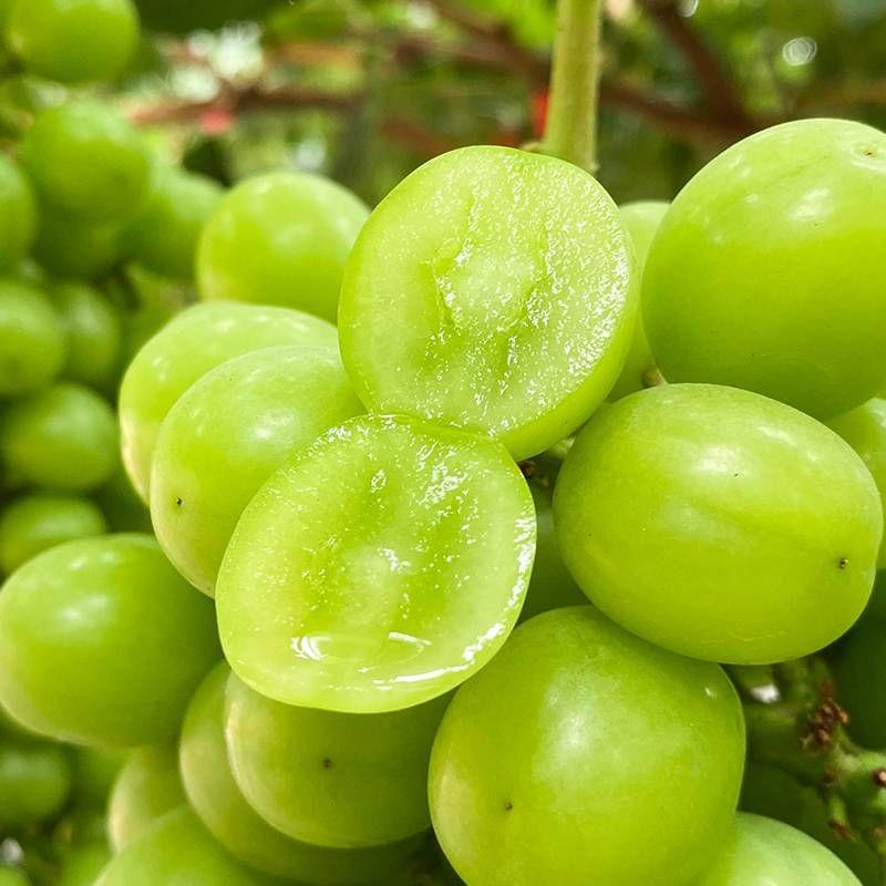 Shine Muscat Grapes Seeds