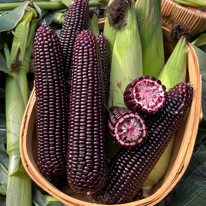 Fruit Corn Seeds for the Home Garden