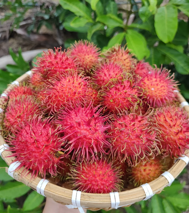 Sweet Rambutan Seeds