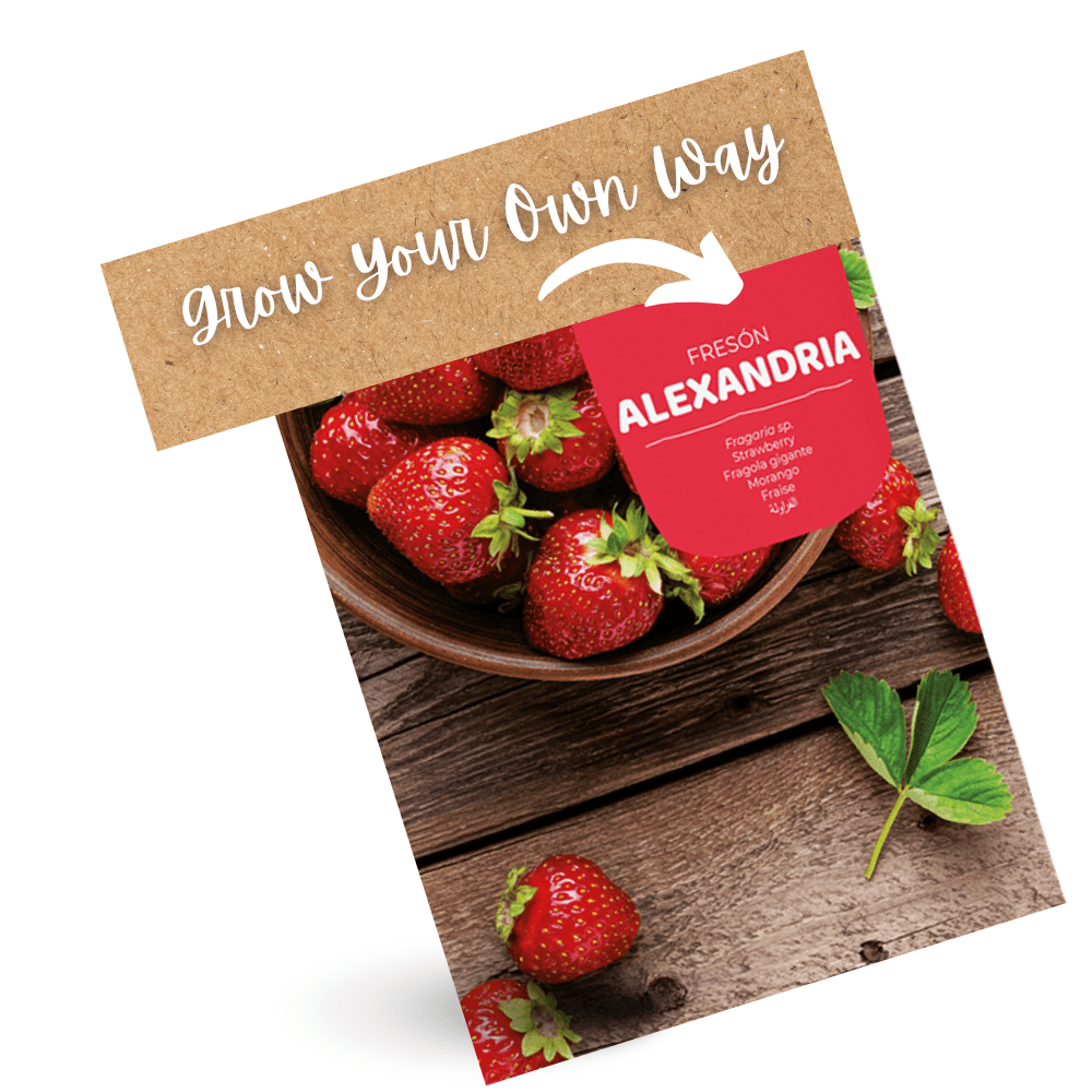 Strawberry Plant Alexandria Seeds