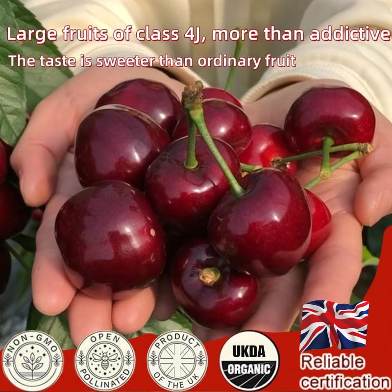 🏆75K+ SOLD! 🍒 (New Harvest) Sweet Cherry Seeds 🌿Pre Primed for High Germination