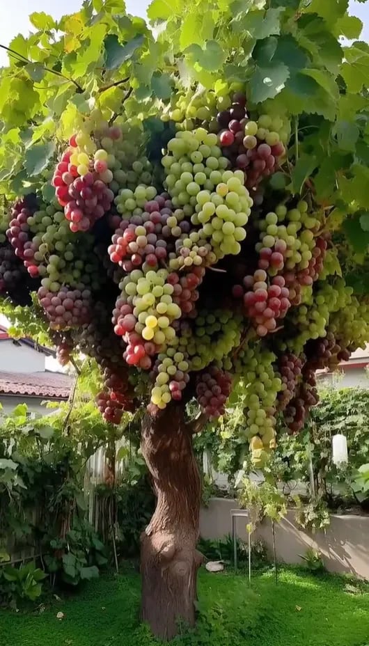 🔥Giant Grape Tree Seeds: Thin-Skinned, Large, and Seedless 🍇🌿🌿