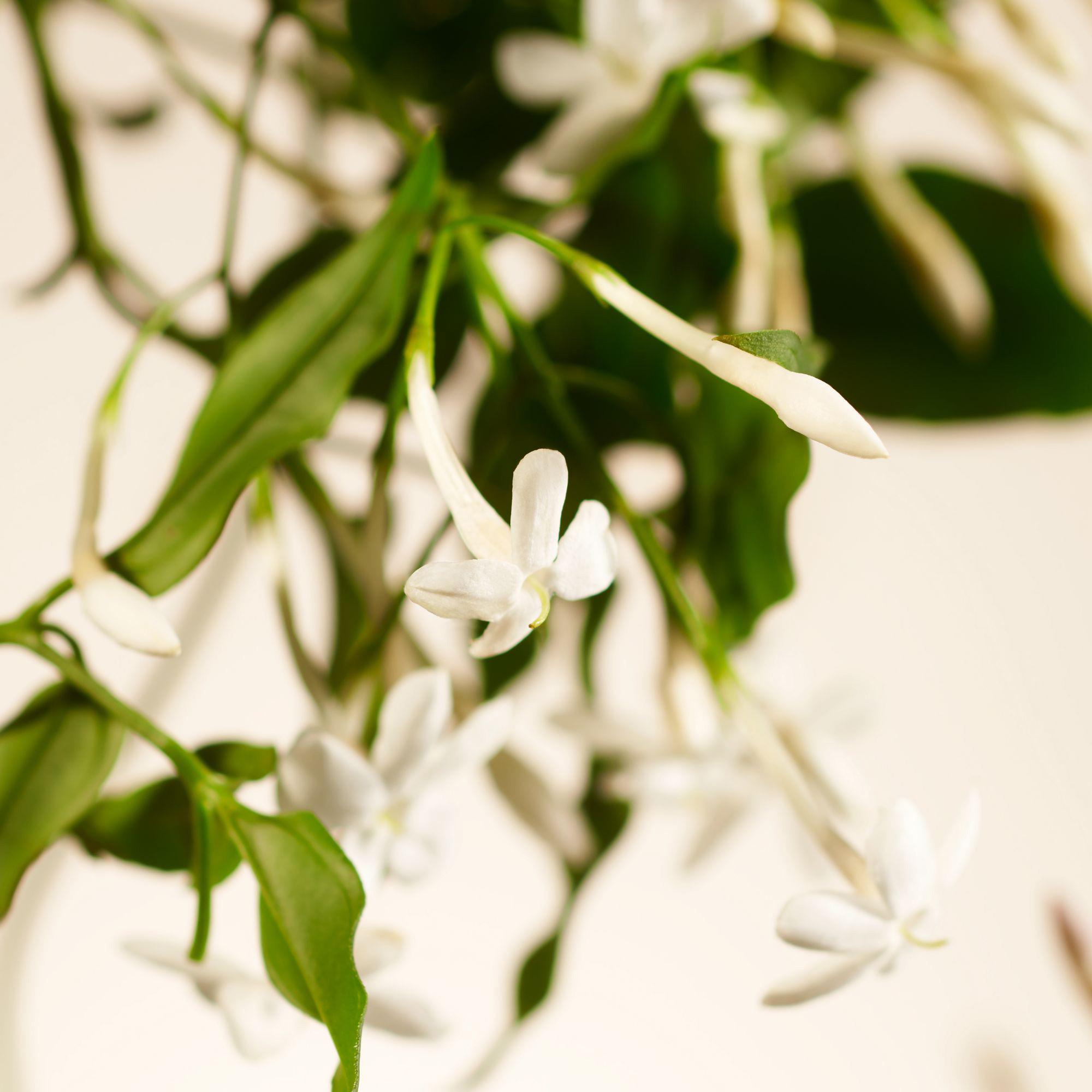 RITUALS Refill Fragrance SticksPrivate Collection Sweet Jasmine