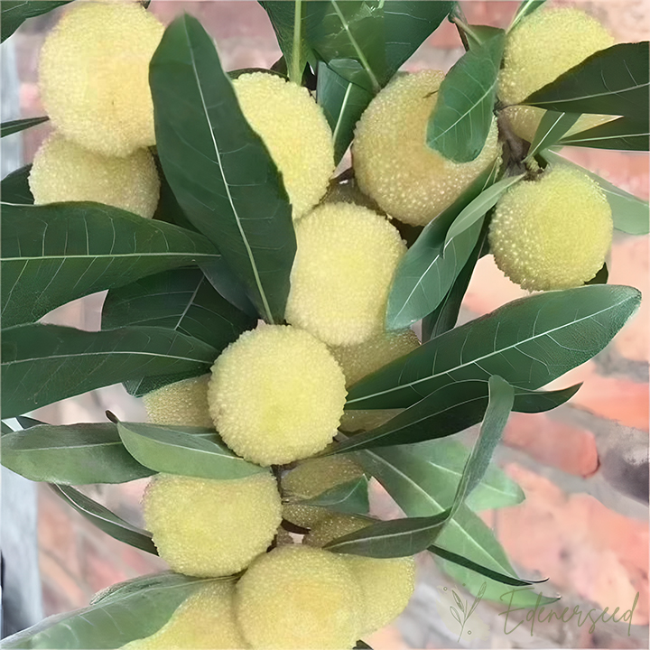 Himalayan Crystal White Bayberry Seeds