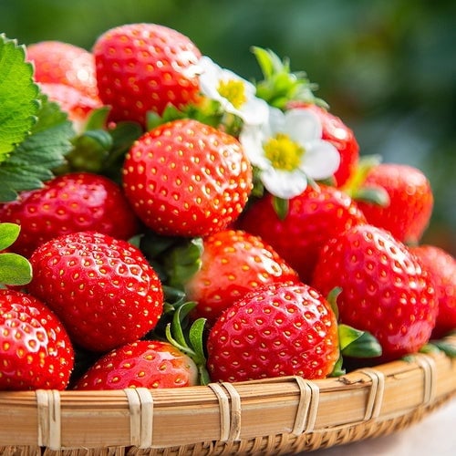 🍓All-Year-Round Strawberry Seeds