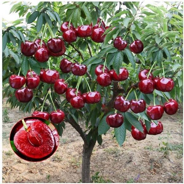 🏆75K+ SOLD! 🍒 (New Harvest) Sweet Cherry Seeds 🌿Pre Primed for High Germination