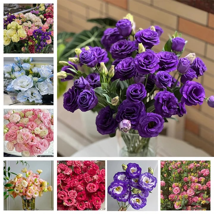 💝Last day clearance💝Eustoma Thornless Rose💐Lisanthus Seeds