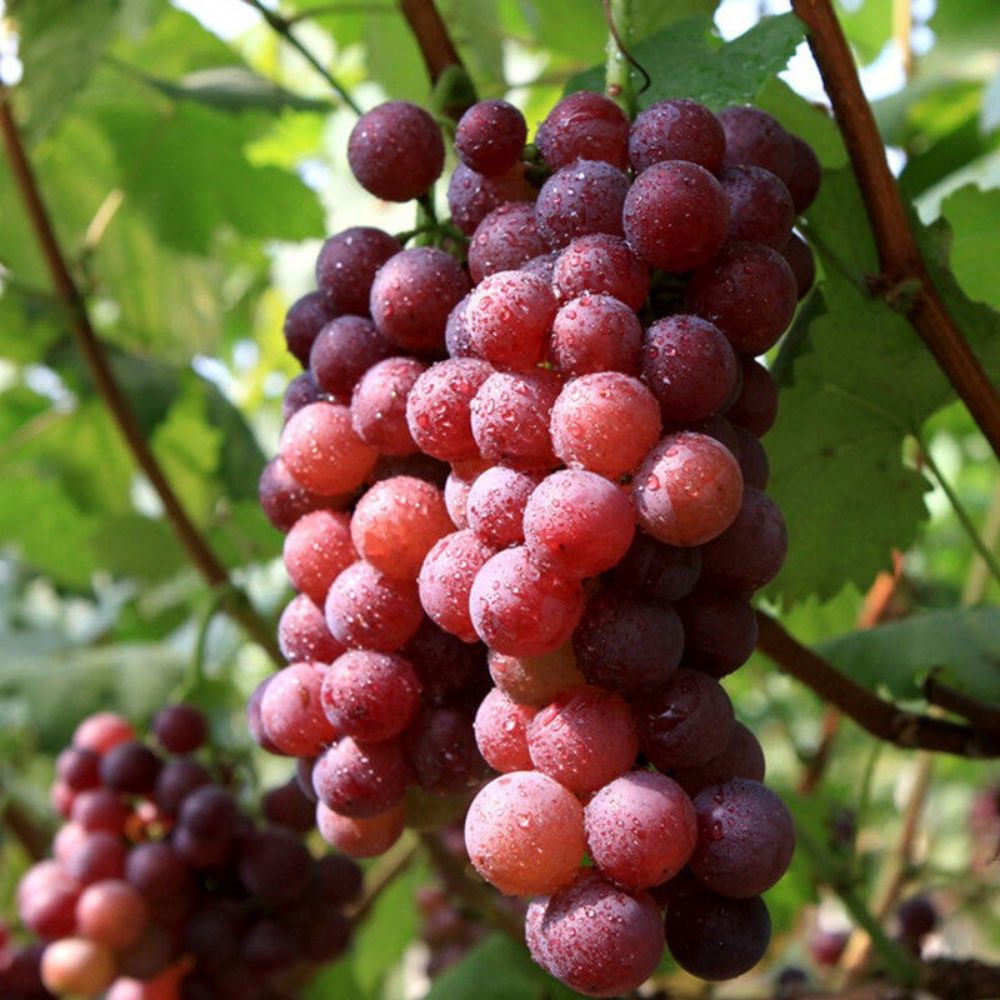 🍇Potted Grape Vine Seeds