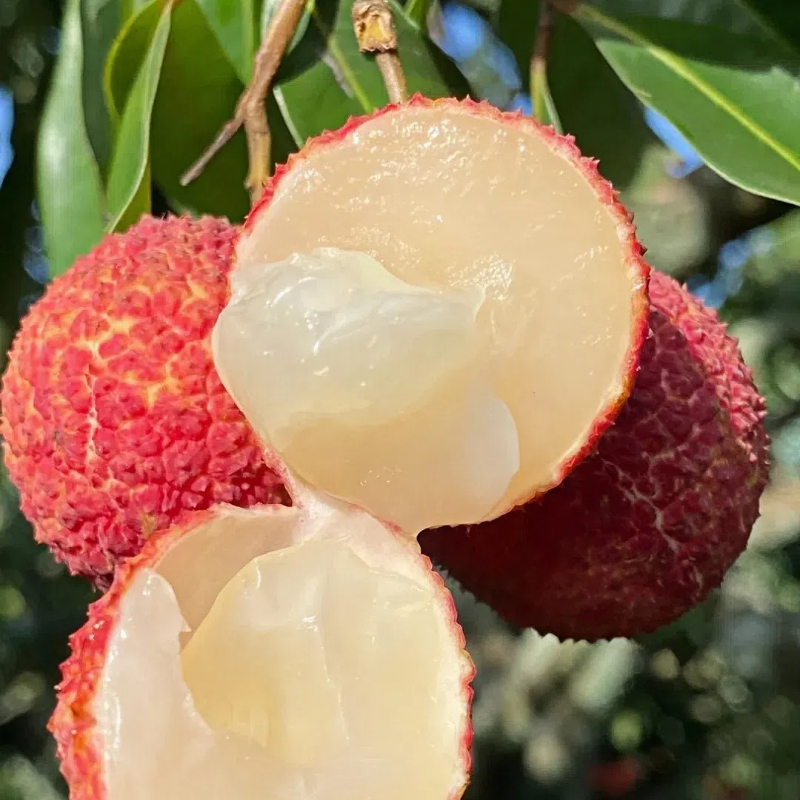 Seedless Lychee Sweetness Fruit