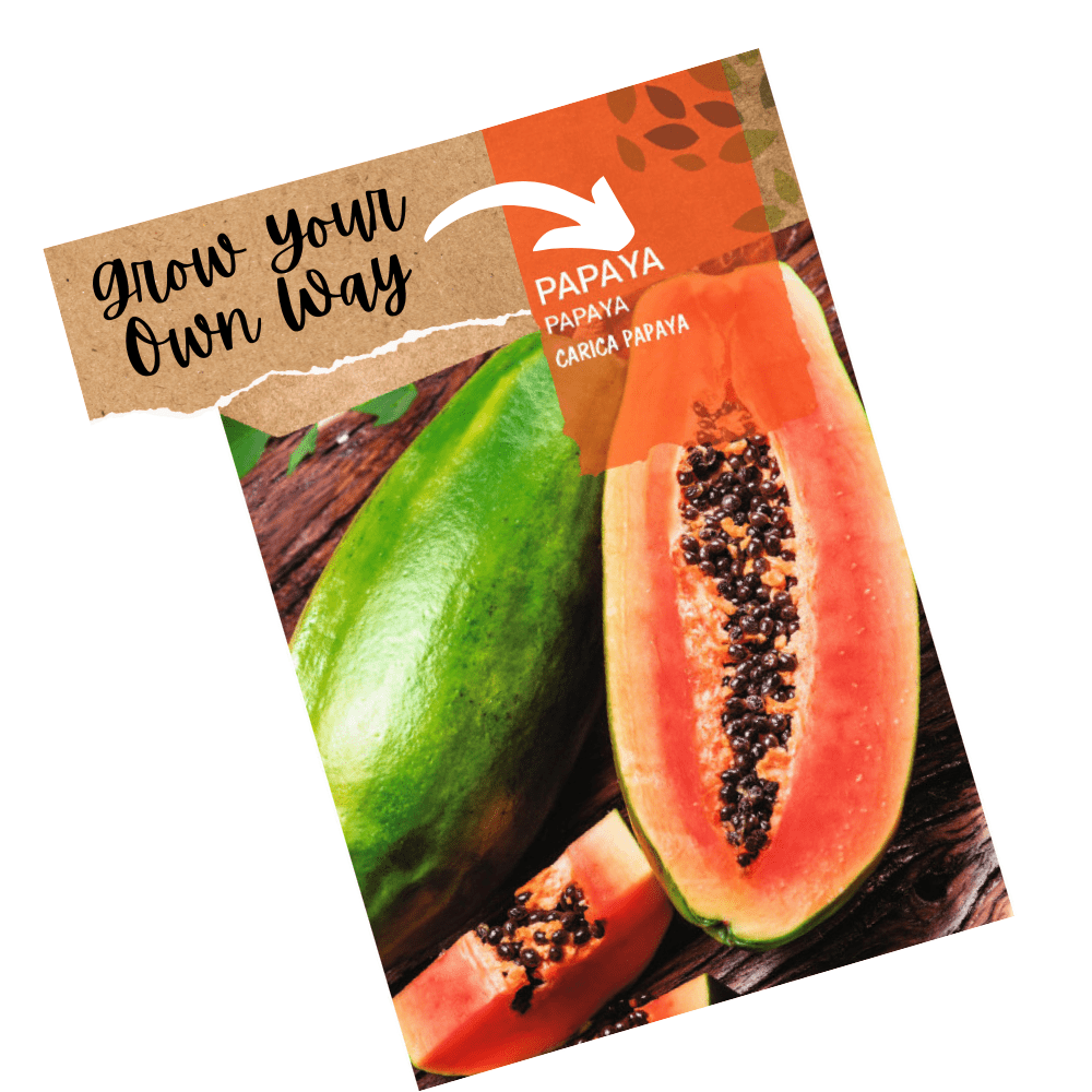 Papaya (Carica papaya) Tree Seeds – Tropical Fruit Plant