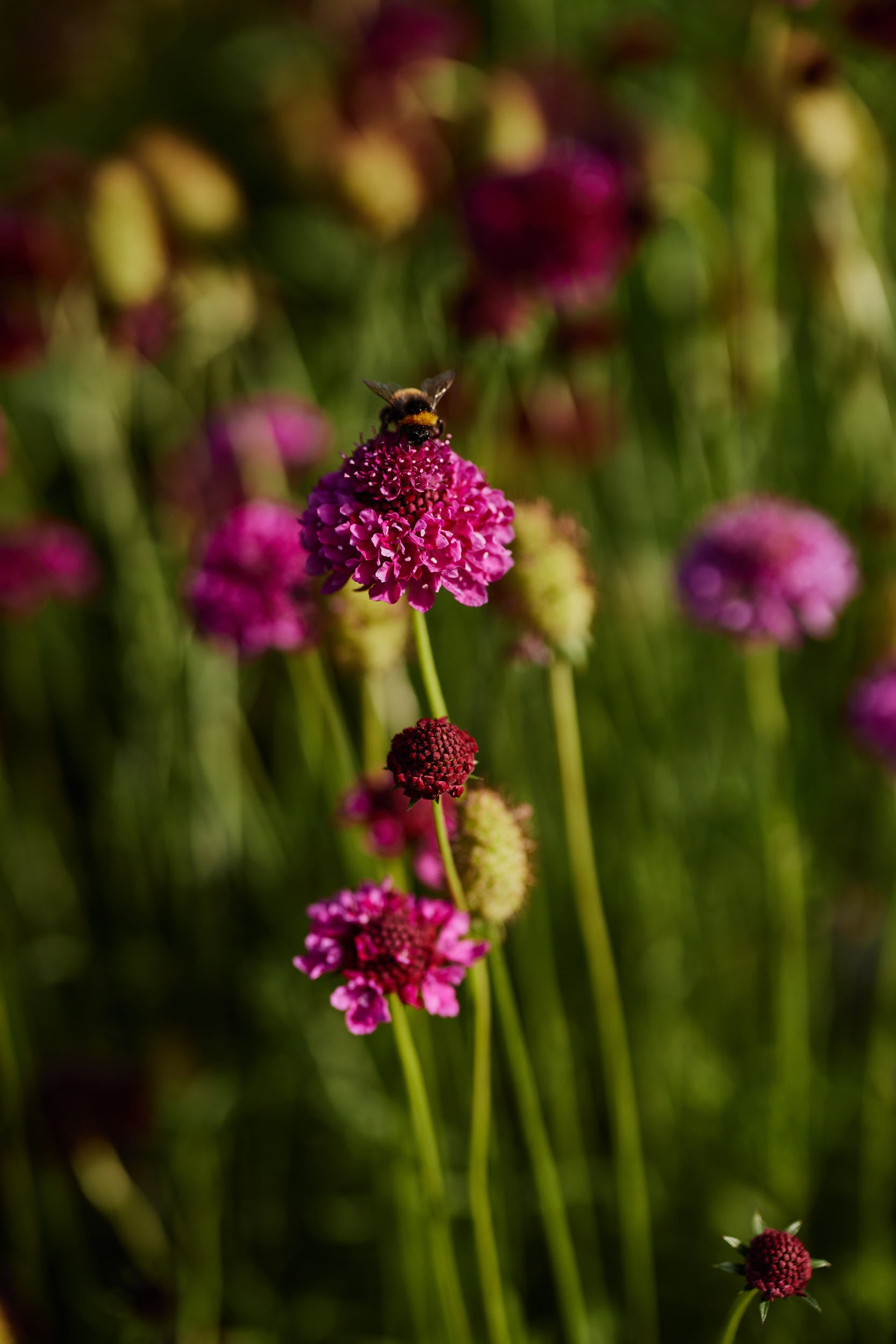 Scabiosa Summer Fruits Mix Pincushion Flower | X 40 Seeds