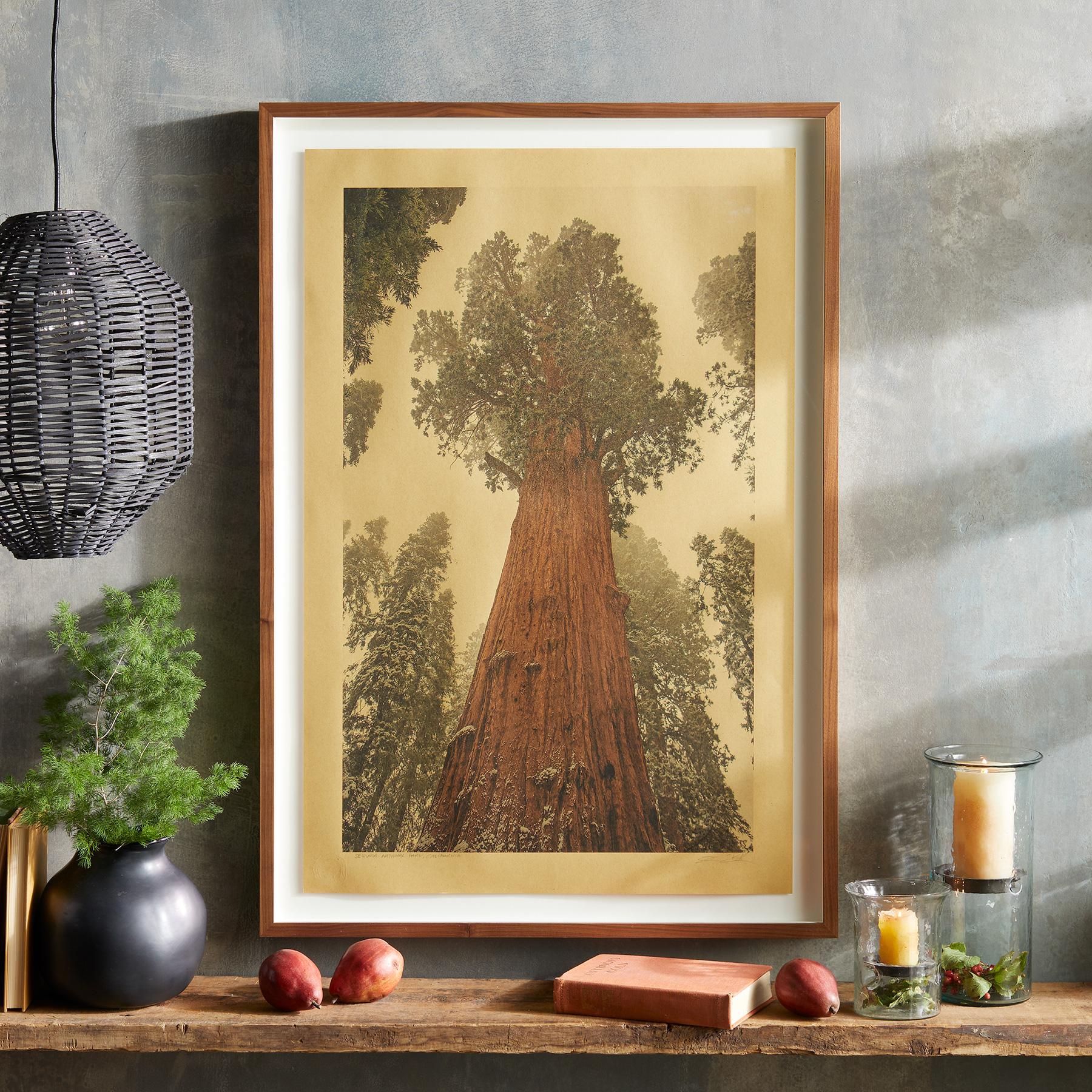 Sequoia National Park Print