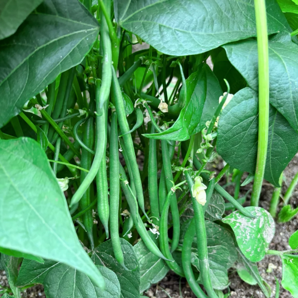 🫛Bush Beans – Ready to Harvest in Just 30 Days!