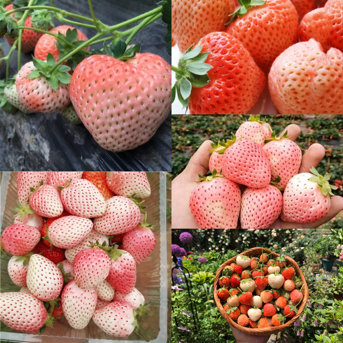 🍓 Peach-Smoked Strawberry Seeds