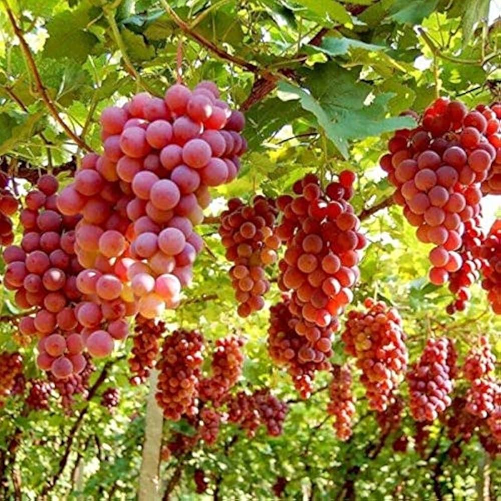 🍇Potted Grape Vine Seeds