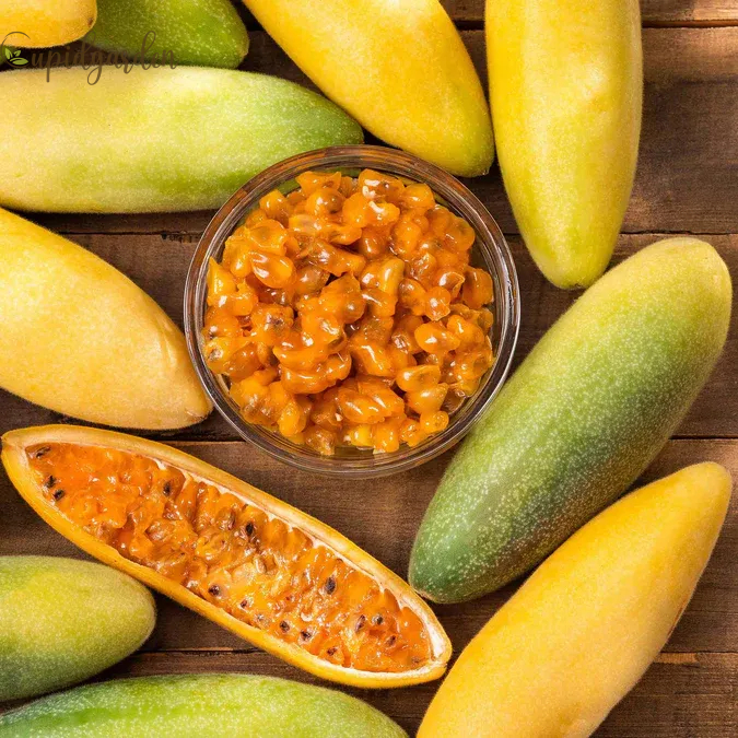 🍌Rare Banana Passion Fruit Seeds