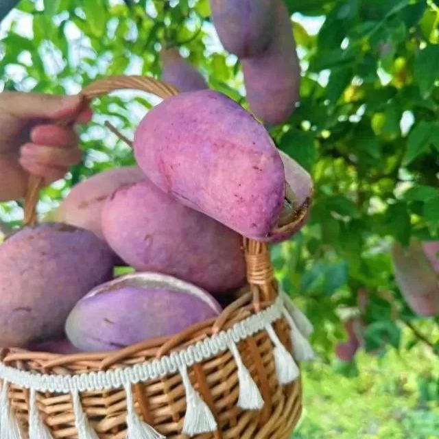 August Melon Fruit Seeds