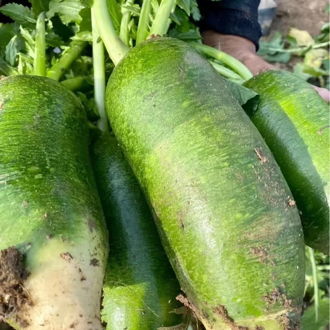 ShaWo Fruit Radish Seeds