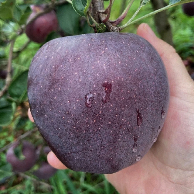 Rare Black Diamond Apple Seeds