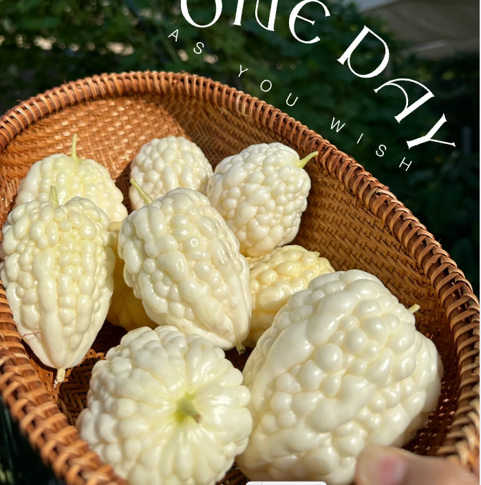 🥰The Latest Non-GMO Variety: Apple Bitter Melon