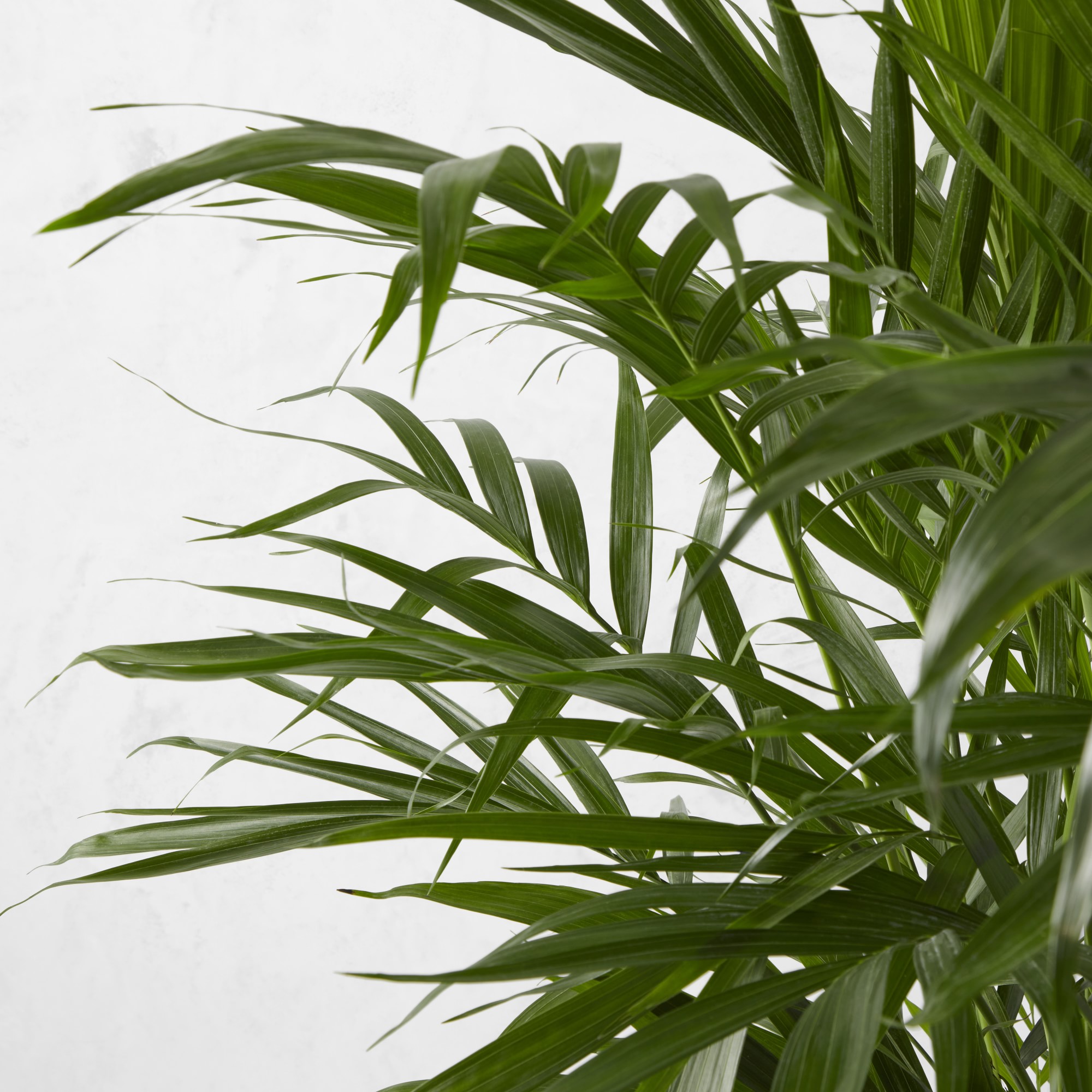 Live Cat Palm Tree, 40