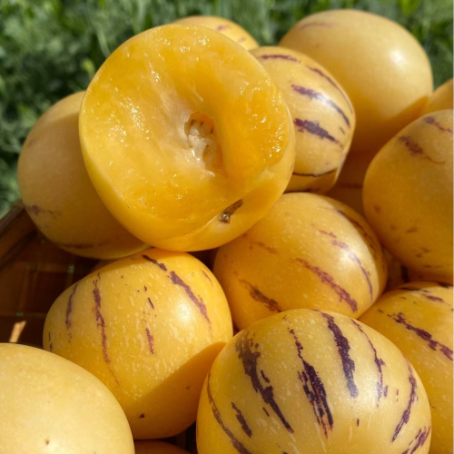 Solanum Muricatum Melon Pear Seeds