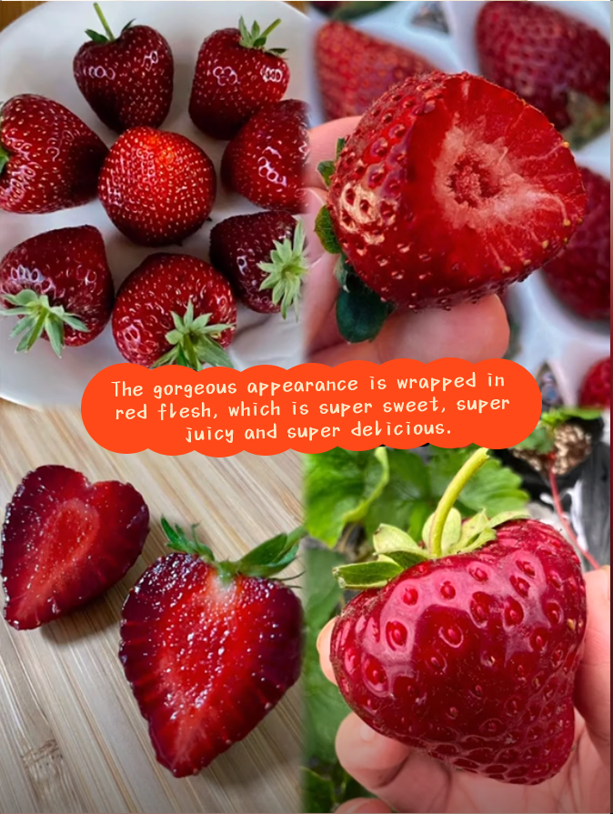 🍓Black Pearl Strawberry Seeds