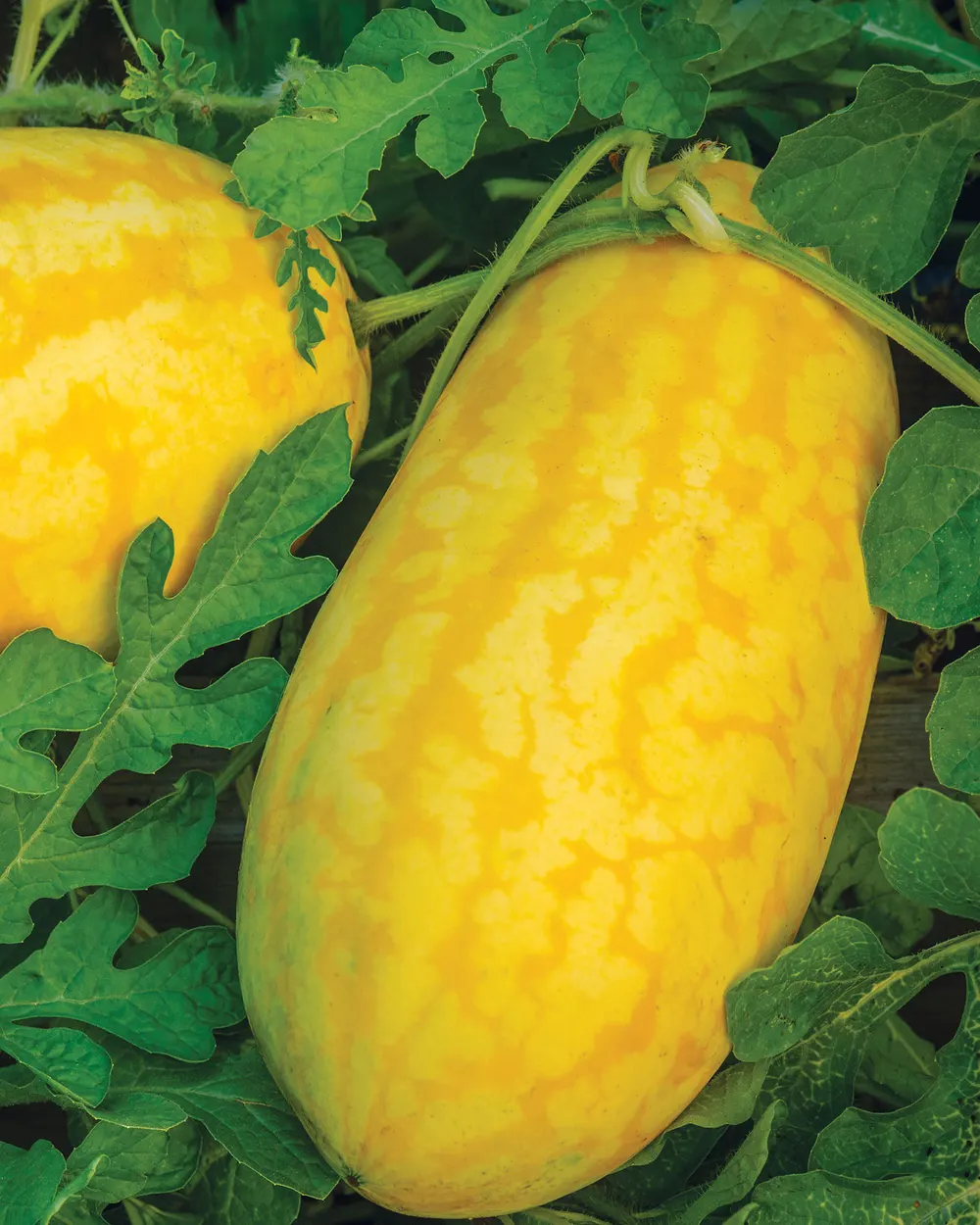 Gold In Gold Hybrid Watermelon Seeds