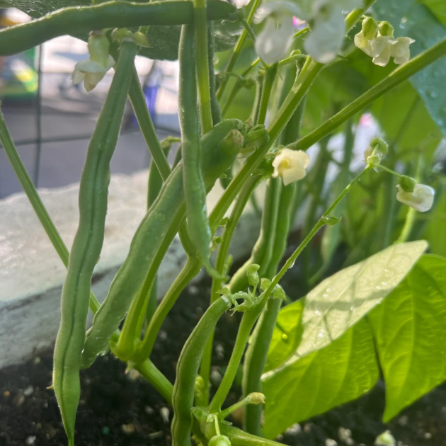 🫛Bush Beans – Ready to Harvest in Just 30 Days!