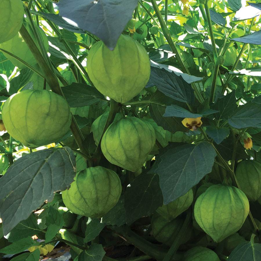 Super Verde Hybrid Tomatillo Seeds