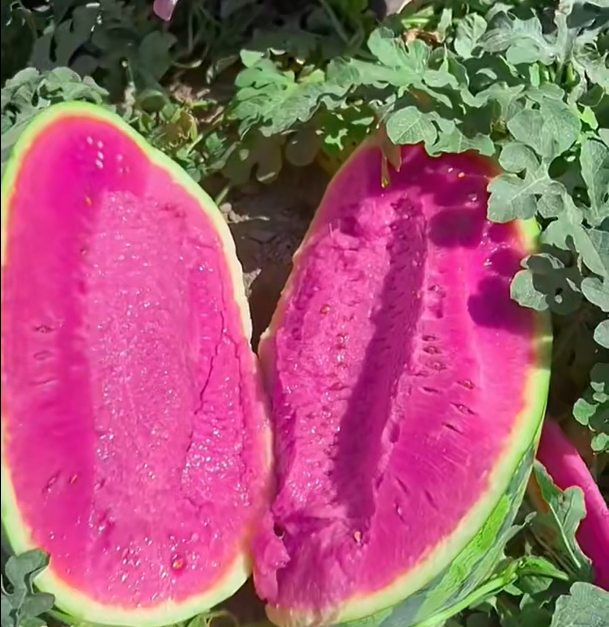 Pink Mist Watermelon Seeds🍉✨
