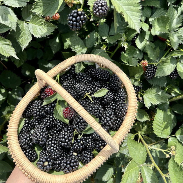🍓Black Raspberry Organic Natural Seeds