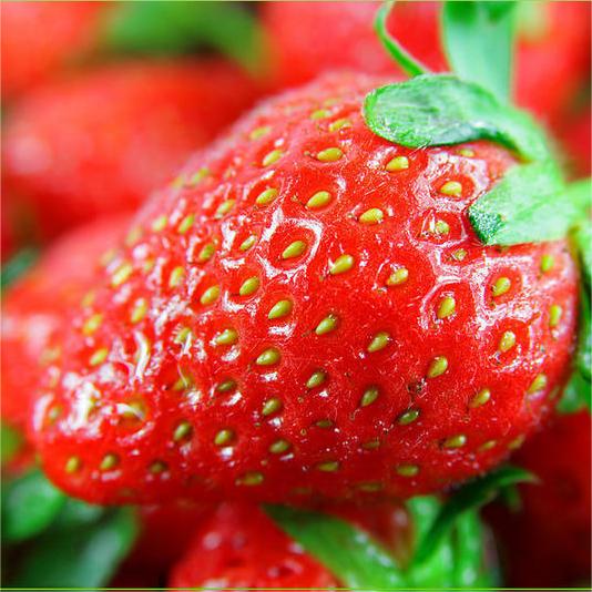 All-season Strawberry Seeds
