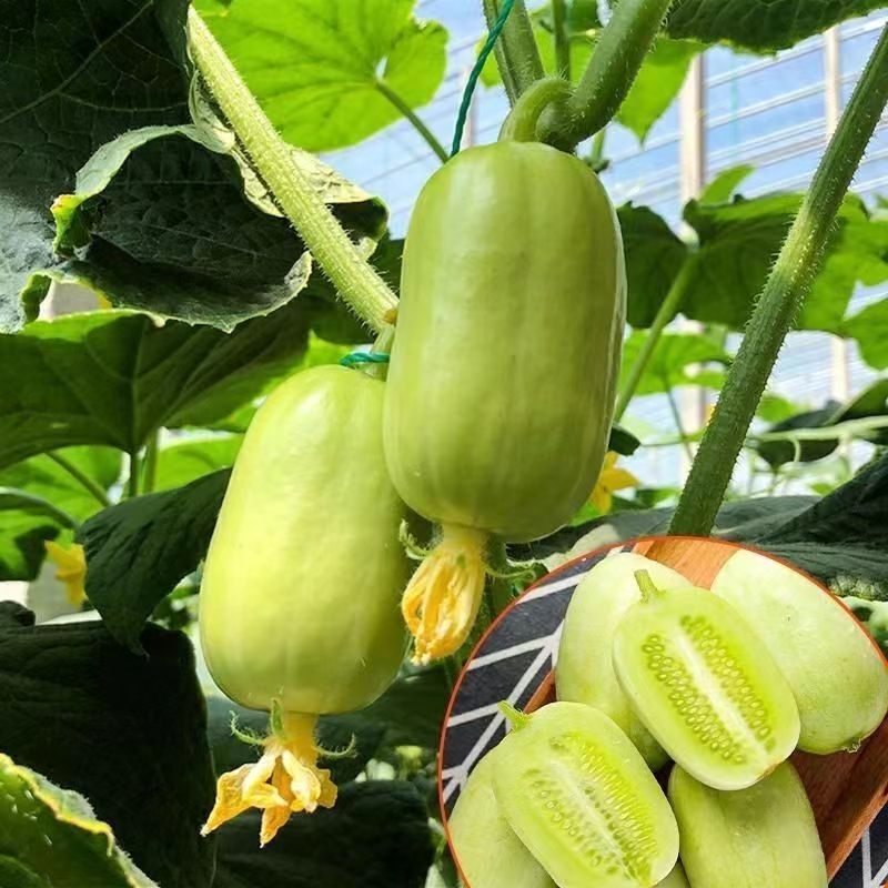 🥒Thumb Cucumber Seeds