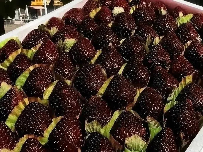Giant Black Diamond Strawberries Seeds – Sweet, Nutrient-Rich & Easy to Grow at Home