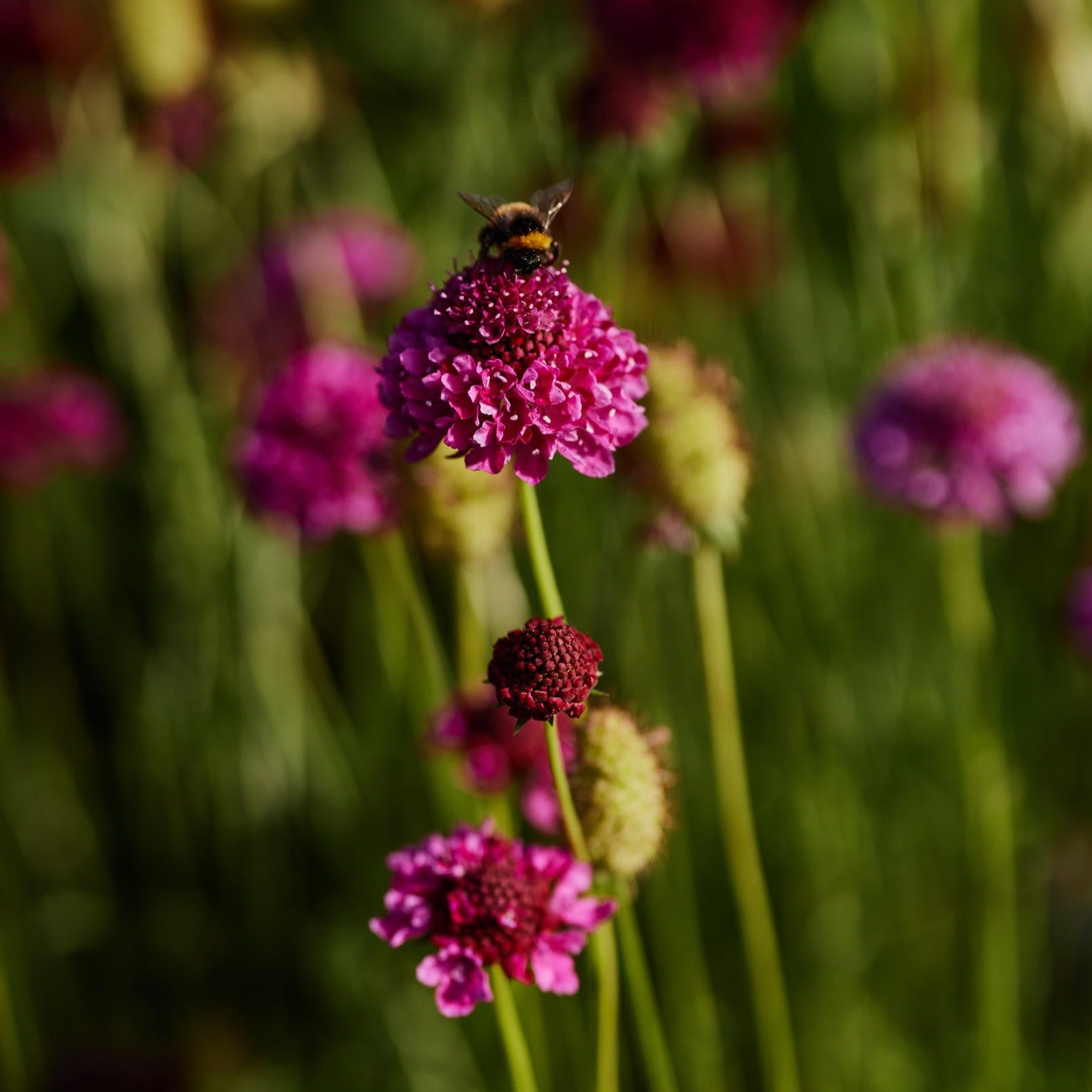 Scabiosa Summer Fruits Mix Pincushion Flower | X 40 Seeds