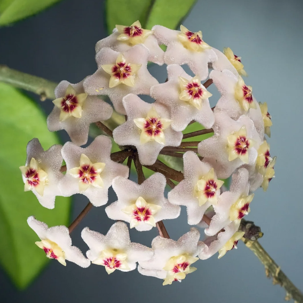 🌟Ball Orchid - Falling Stars From The Sky