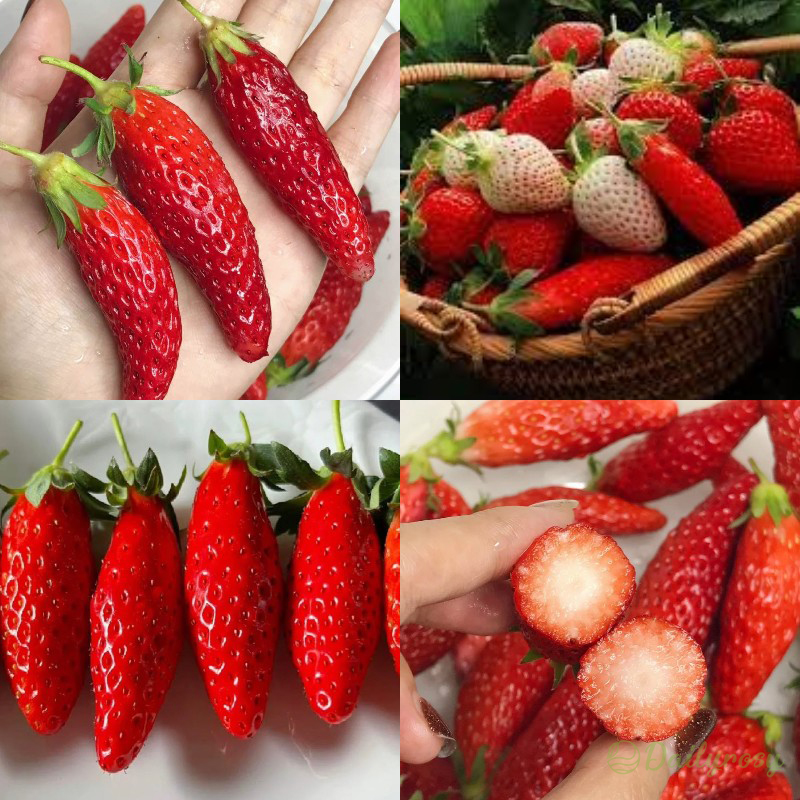 🍓Chili Strawberry Seeds – Easy Growing, Sweet Harvests