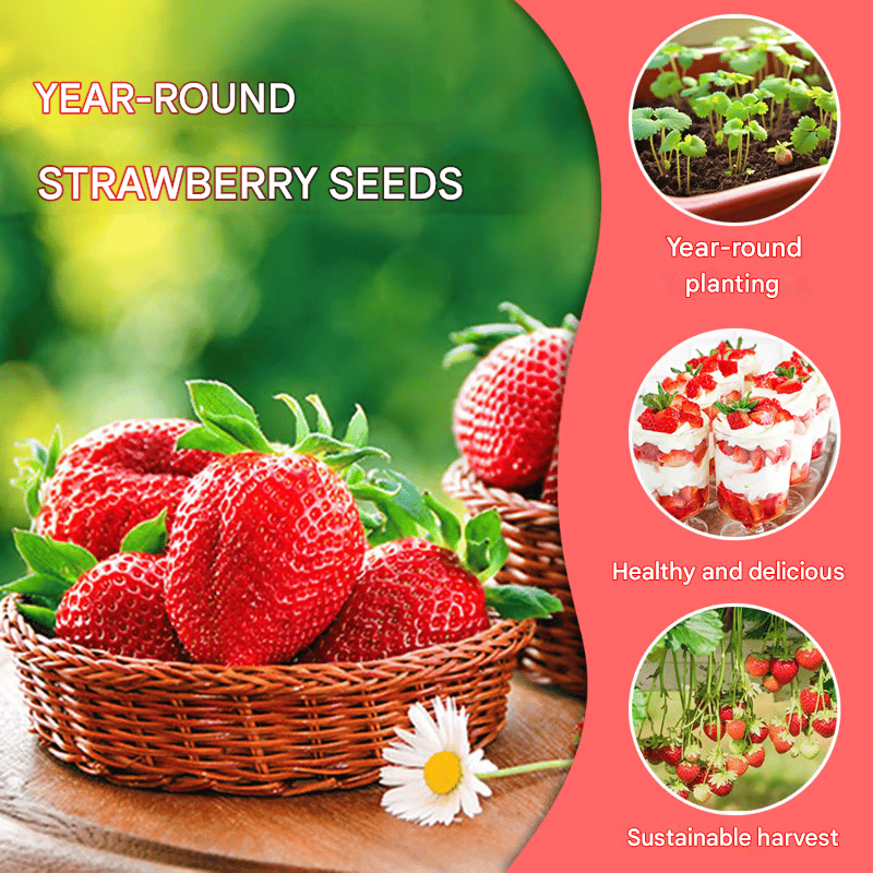 🍓All-Year-Round Strawberry Seeds