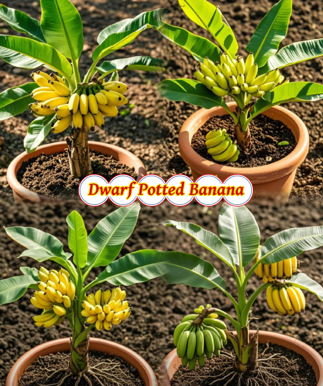 🍌Dwarf Potted Banana Seeds