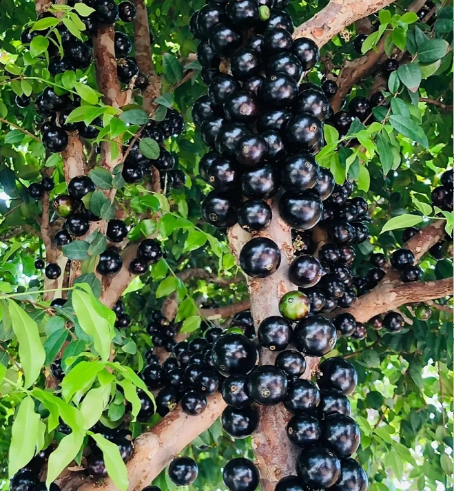 Jabuticaba-Tree Grape Seeds