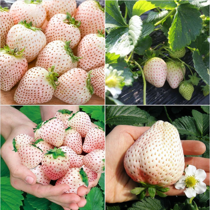 🍓White Milk Strawberry Seeds(🪴Buy 3 Get 1 Free)