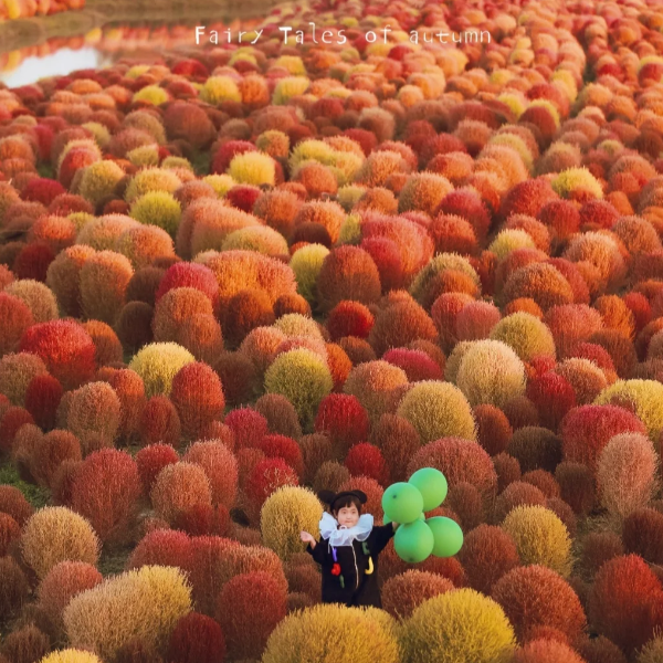 ❤️Bassia Scoparia Seeds——Colorful Grass Ball