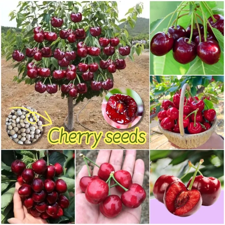 Ruby Cherry Seeds