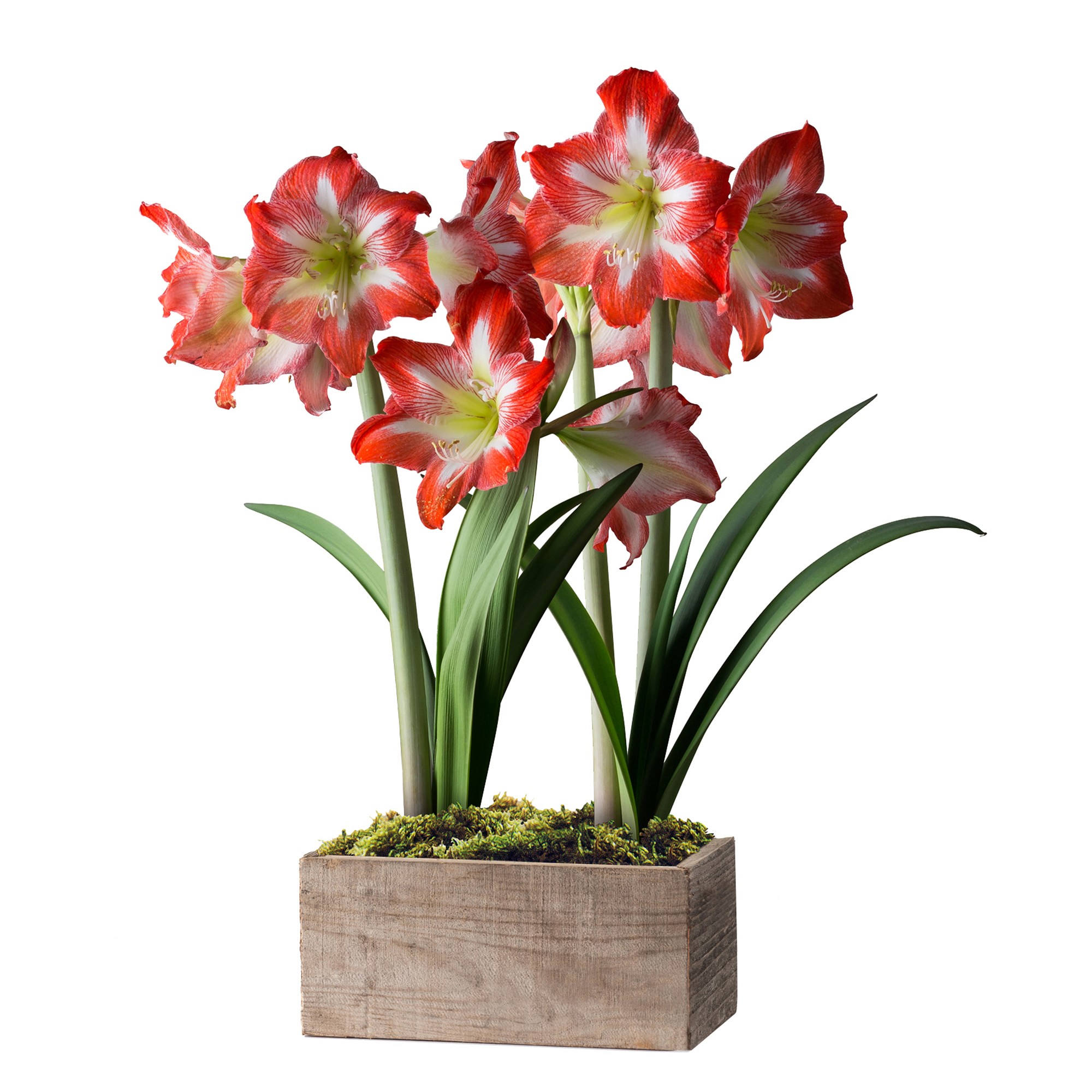 Fresh Red & White Amaryllis in Wooden Planter, 16